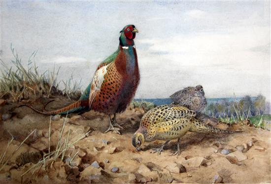 Winifred Austen (Exh.1899-1940) Pheasants, 9.5 x 13in.